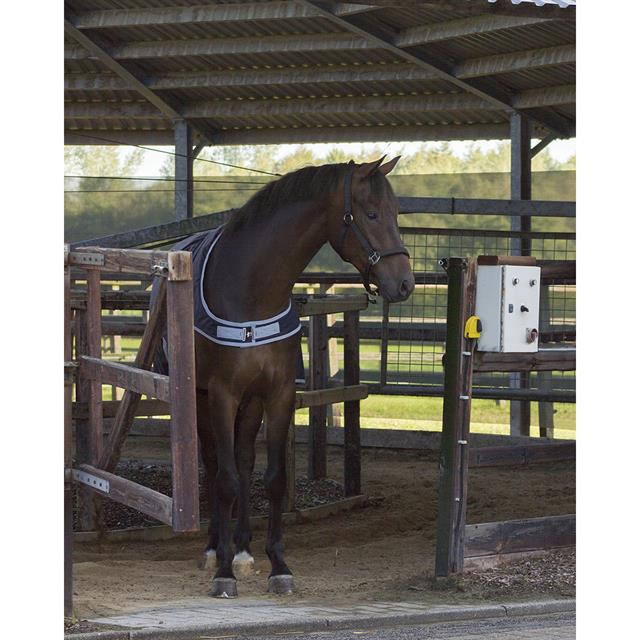 Walker Rug QHP 0g Blue