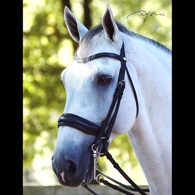 Weymouth Bridle Dy'on Working Collection matt Black